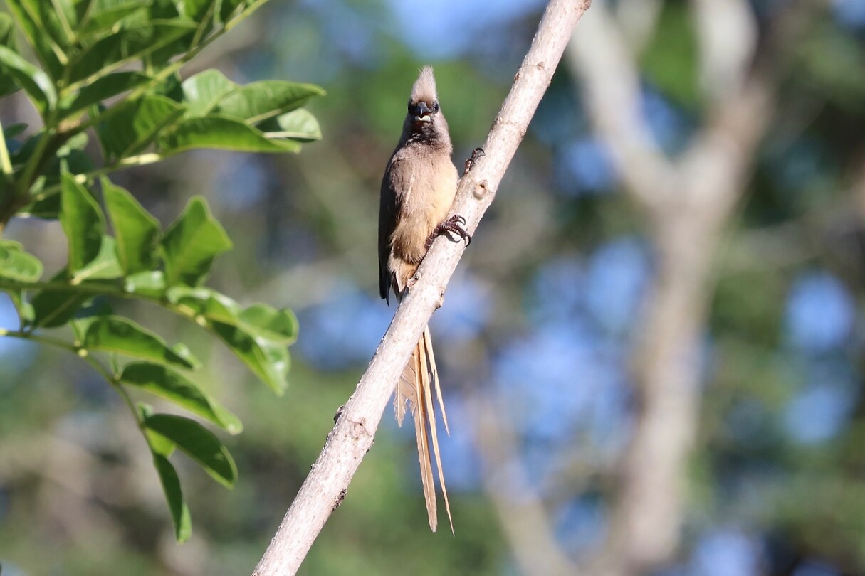Speckled Mousebird