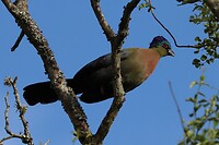 Purple-Crested Turaco