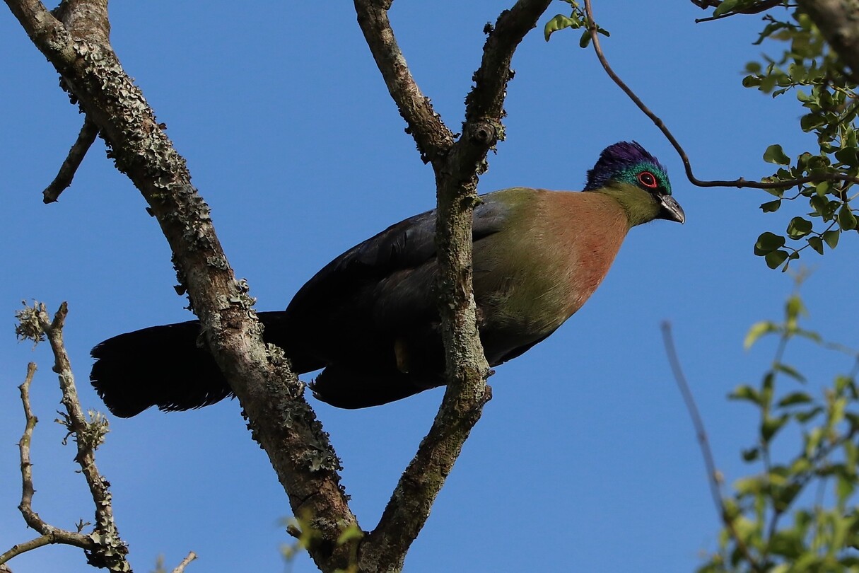 Purple-Crested Turaco