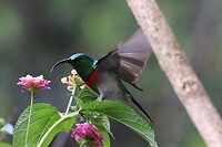 Greater Double-Collared Sunbird