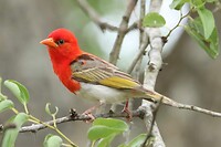 Red-Headed Weaver