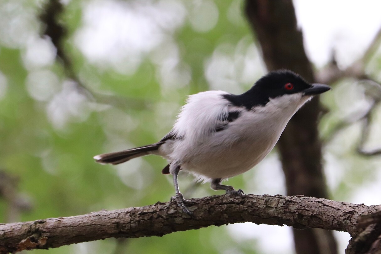 Black-Backed Puffback