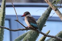 Brown-Hooded Kingfisher