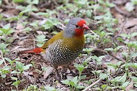 Green-Winged Pytilia