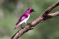 Violet-Backed Starling