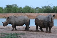 Witte Neushoorn