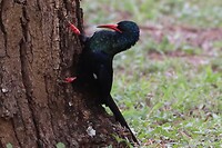 Green Wood Hoopoe
