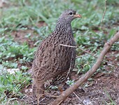 Natal Francolin