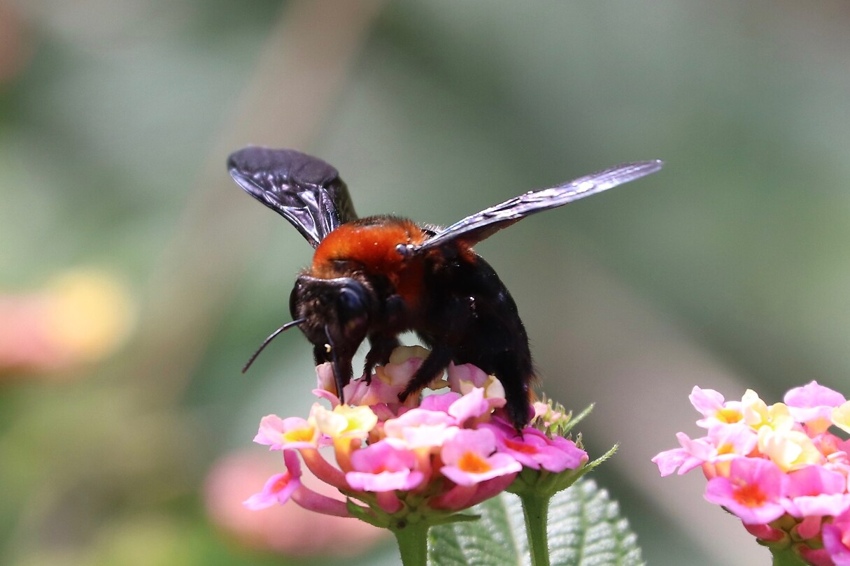 Hommel