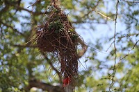 Nest Red Headed Weaver
