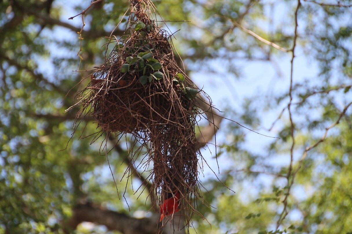 Nest Red Headed Weaver