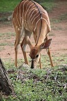 Female Nyala