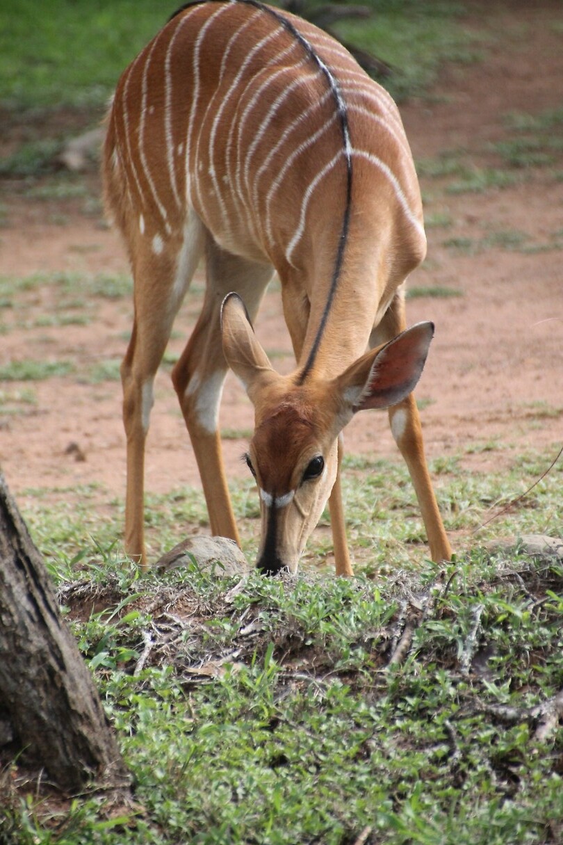 Female Nyala