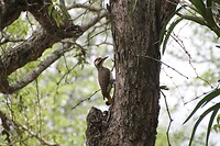 Golden Tailed Woodpecker