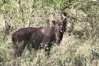 Male Nyala