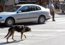 Dogs