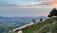 Sheep in the morning