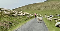 Sheep