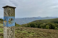 Camino signs