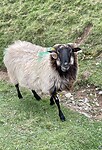 Beeehhh… schapen spreken allemaal dezelfde taal