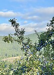 Blauwe bessen