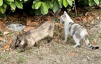 Jonge katten aan het spelen