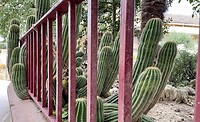 Prachtige uitbundige cactussen