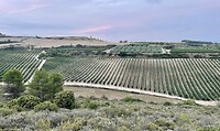 Onderweg naar Rioja vele 🍷 wijnvelden