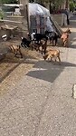 Geiten 🐐 onderweg naar Torres del RIO