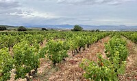 Rioja wijn 🍷in wording