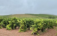 Rioja wijn wijnvelden🍷
