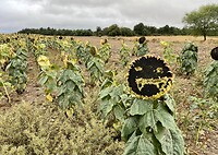 Ik weet het zeker…. Deze zonnebloem 🌻 heeft een gezicht en lacht naar me.