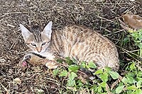 Jonge kat die de buur aan het verslinden is