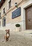Felix the dog from Sint Maarten
