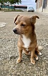 Felix the dog