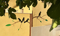 Muurvogels