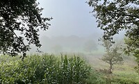 Mist