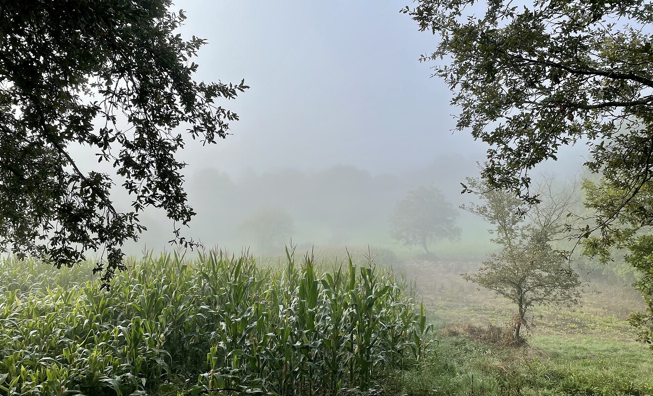 Mist