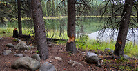 DSC_5527 bever boom