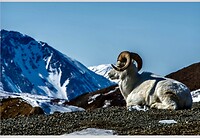 Dall sheep