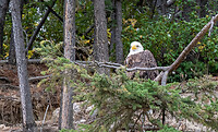 Bald eagle