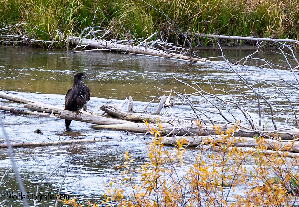 Jonge bald eagle