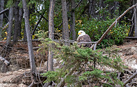 Bald eagle