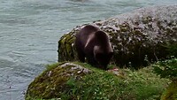 Beren Zalm 3