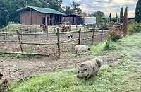 Farm pigs