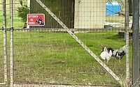 Attenzione Il Cane