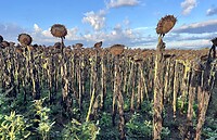 IMG_1981