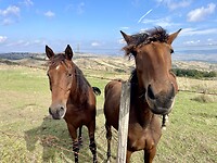 IMG_1871