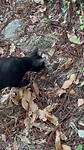 Kat en muis