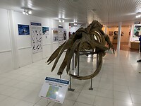 Karkas van een walvis